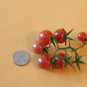 Everglades tomatoes1 5 5 14