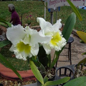 And Another beautiful Orchid at the KCC Farmer's Market