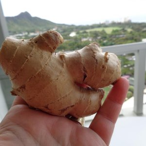 From the KCC Farmer's Market, locally grown, small hand of Ginger Root