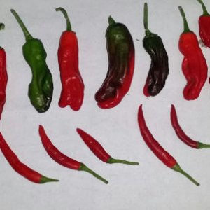 Hot Peppers 3 26 19