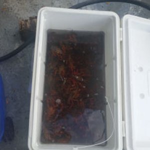 Crawfish Purge 5 24 19