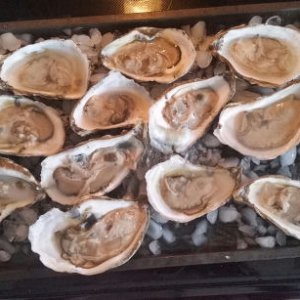 Oysters 3 10 2020
