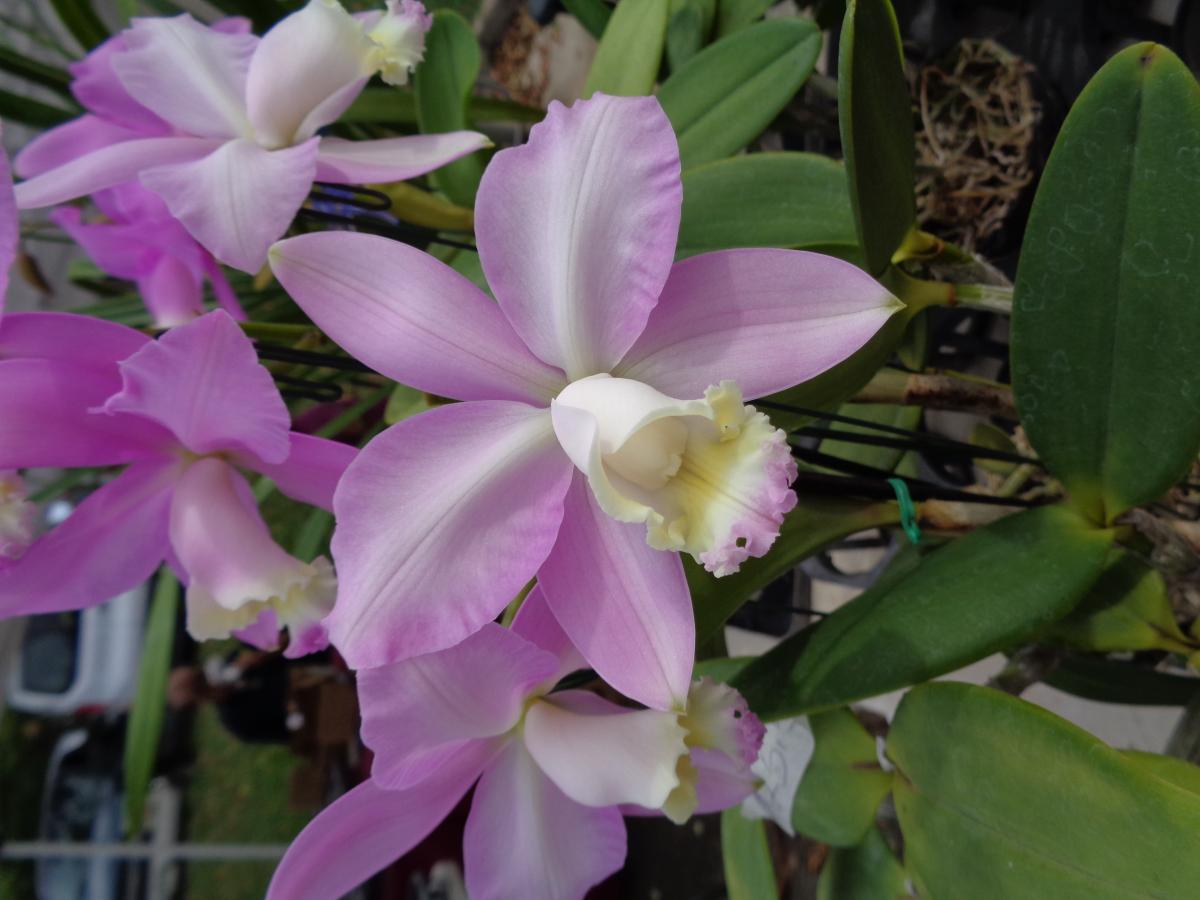 Another beautiful Orchid at the KCC Farmer's Market
