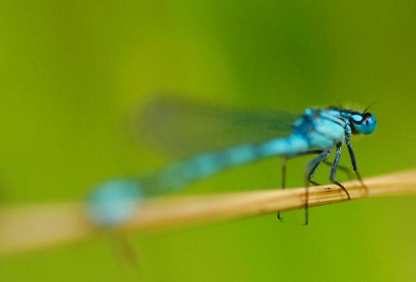 another dragonfly (G: Azurjungfer)