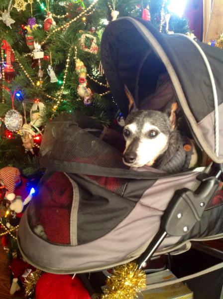 Bubba in his stroller, by our main Christmas tree (we have several decorated Christmas trees).