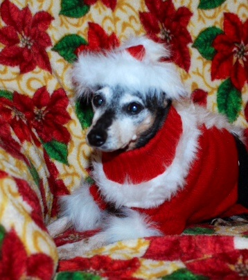 Bubba, my miniature pincher who turned 16 last October, dressed up for the holidays