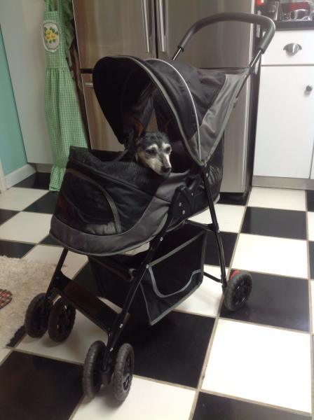 Bubba's new pet stroller, which makes it easy for me to take him with me when More often. It's also great for him to lay in so he can keep me company 
