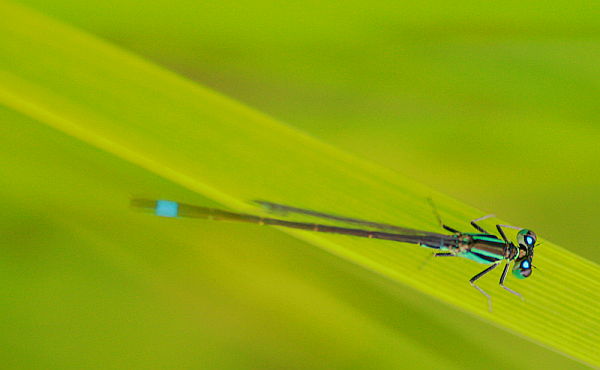 dragonfly (in German: Pechlibelle)