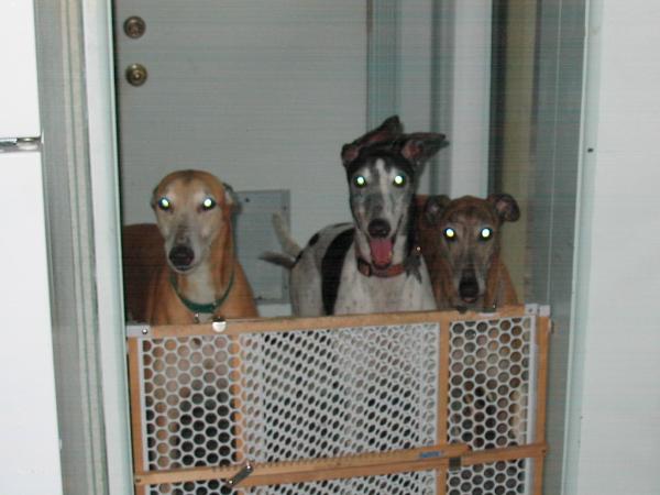 From left to right; Chip, Scott, and King