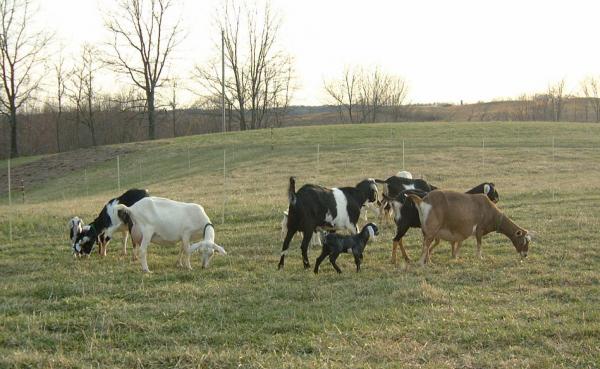 herd in the field