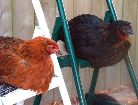 Here are two of our laying hens. We currently have golden lace wyandottes, production reds, and buff orpingtons. If you have never tasted a free range