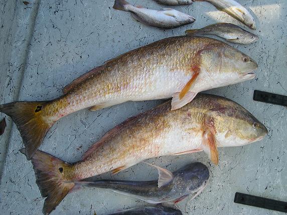 I caught these Redfish a few weeks ago when my husband and I were fishing.