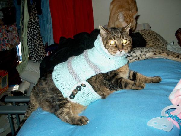 Merlynn and her 2009 Winter sweater.. Sadly she only got to wear it one season. She passed 3-20-2010 at 3:30am of an enlarged heart. USE MORE TAURINE,