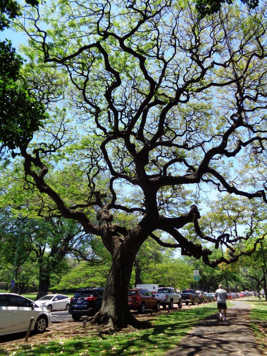 Old Moneypod Tree in Kapiolani Park
