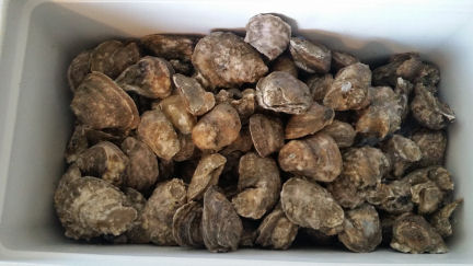Oysters 6 25 2020