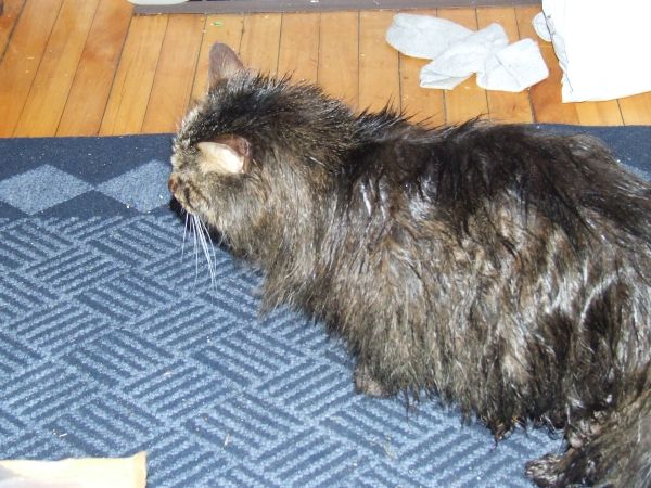 Right after a bath. A very wet, very unhappy kitty.
