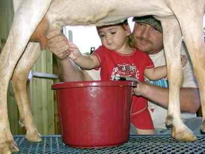 Teaching Dani how to milk, or as Dani says, "mook". Here, I am showing her how to milk Nay-nay.