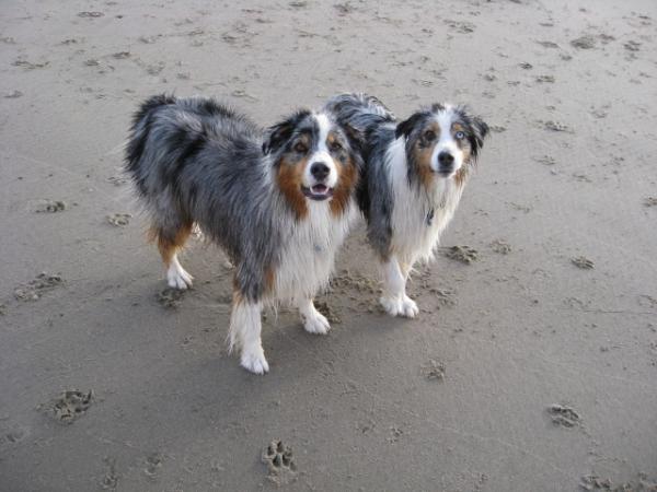 Tessa and Charlie, my Australian Shepherds.  Tessa is a rescue, my Big Girl, the smooshiest dog EVER; and Charlie was my shadow, a total sweetheart - 