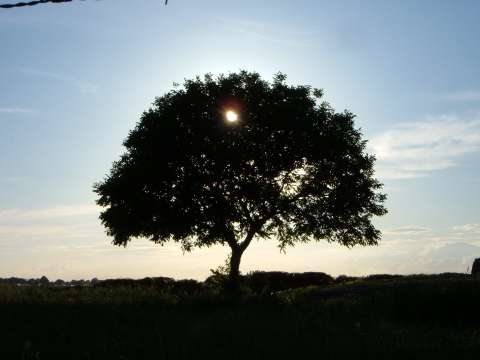 that was near the river Rhine, with the sun going down behind the tree..