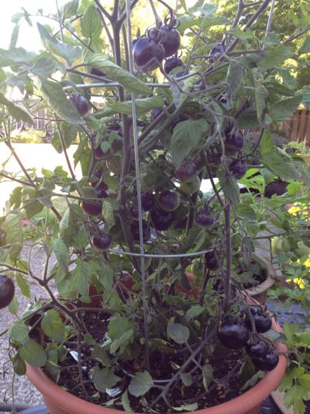 This is a Indigo Rose tomato plant.  They look like purple plums.