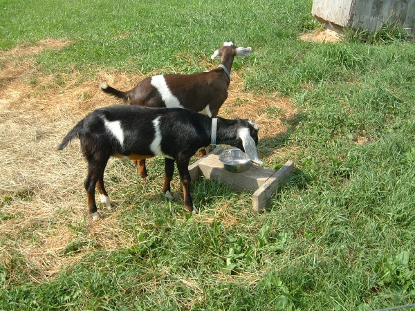 This is our new buck goat in the foreground with Buddy, whose sisters are Holly and Peggy Sue
