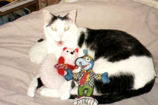 This is Pippin, he was my second furbaby. His mom was Patches. He is at Rainbow Bridge.