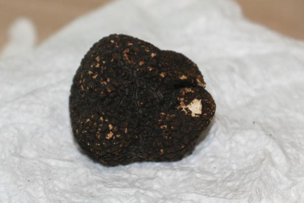 truffle 6 26 14