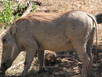 Warthog at our camp