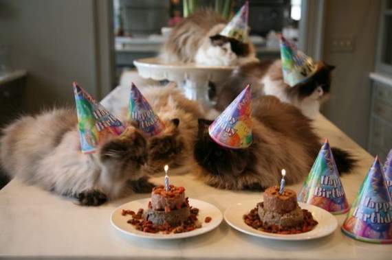 cat-birthday04.jpg