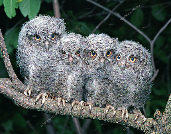 Screech-Owl-Babies.jpg