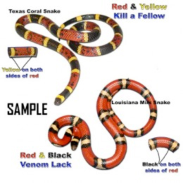 poisonous-snakes.jpg