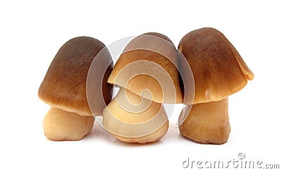 paddy-straw-mushrooms-10404162.jpg