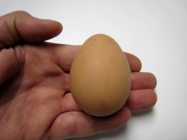 first egg.jpg