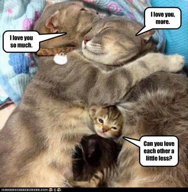 family-of-cats-funny-animal-pictures.jpg