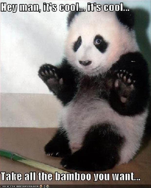 funny-animal-pictures-panda-bears.jpg