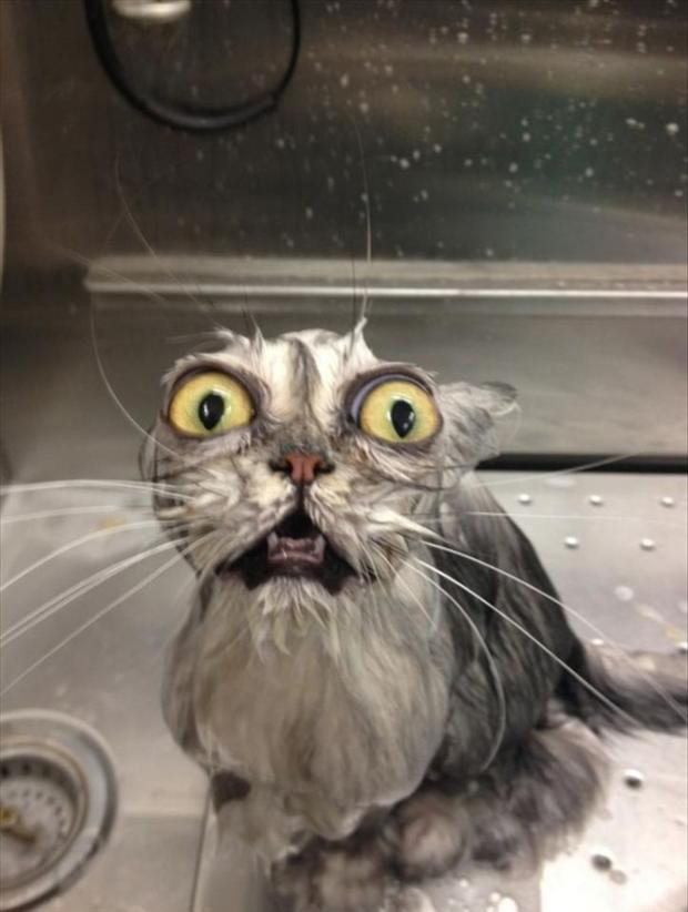 funny-cat-bath.jpg