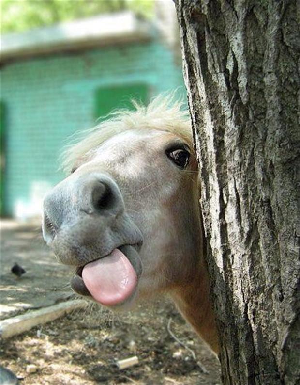 horse-sticking-its-tongue-out-funny-animal-pictures.jpg