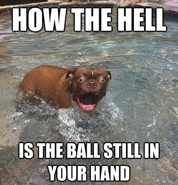 how-the-hell-is-the-ball-still-in-your-hand-funny-dog-pictures.jpg