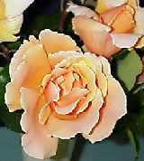 rose_hybrid_t_just-joey_small.jpg