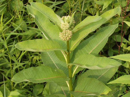 common-milkweed2.jpg