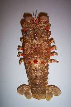 lobste6.jpg