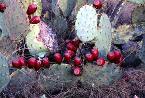 cactus-prickly-pear-sm.jpg