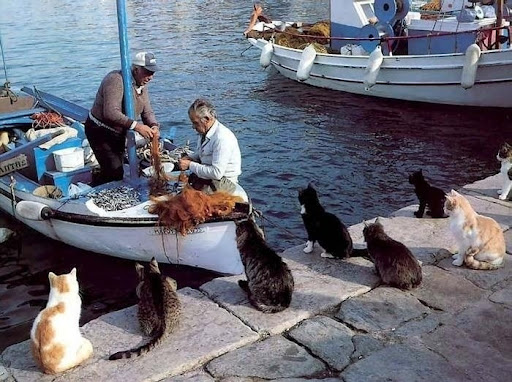 cats-waiting-fish.jpg