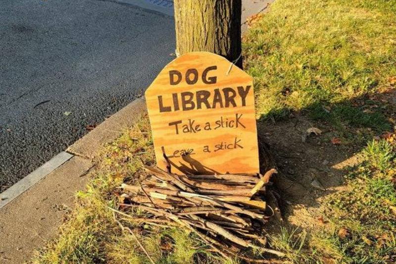 Dog-Library-77462.jpeg