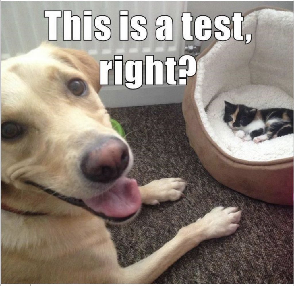 dog test.jpg