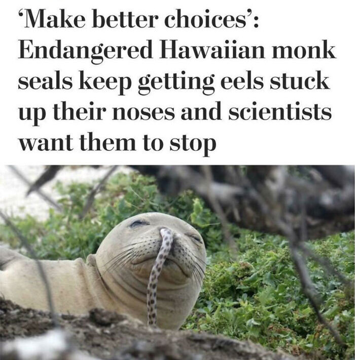 SEALS.jpg