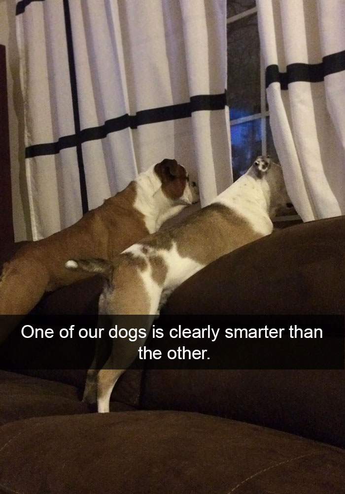 SMART DOG, NOT SO SMART DOG.jpg