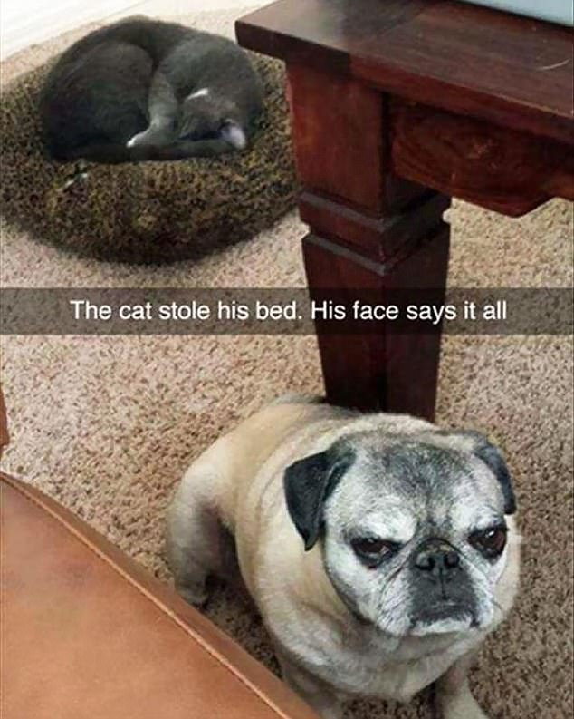 THE CAT STOLE HIS BED.jpg
