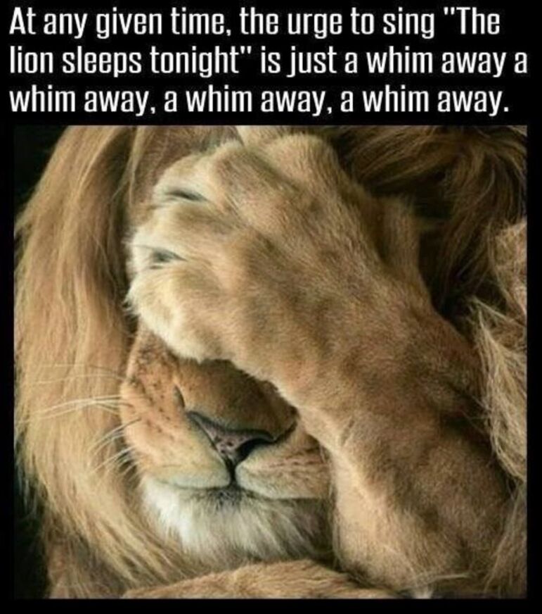 THE LION SLEEPS TONIGHT.jpg