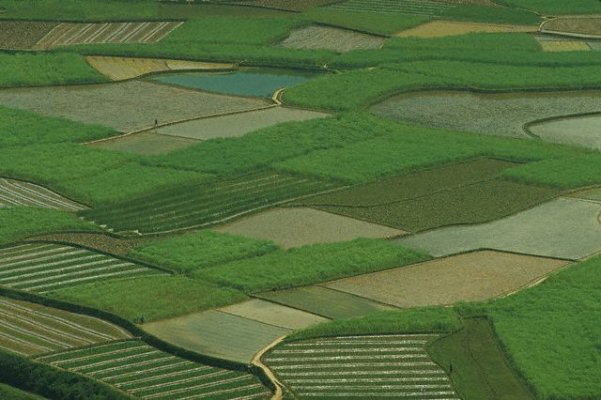rice fields in Hunan.jpeg